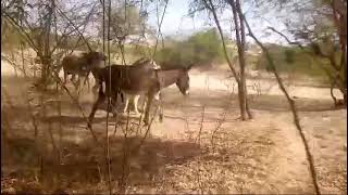 #donkeys #animals #video #viral
