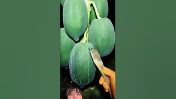 Cách Người dân Trung Quốc chế dụng cụ bào lấy mũ trái đu đủ