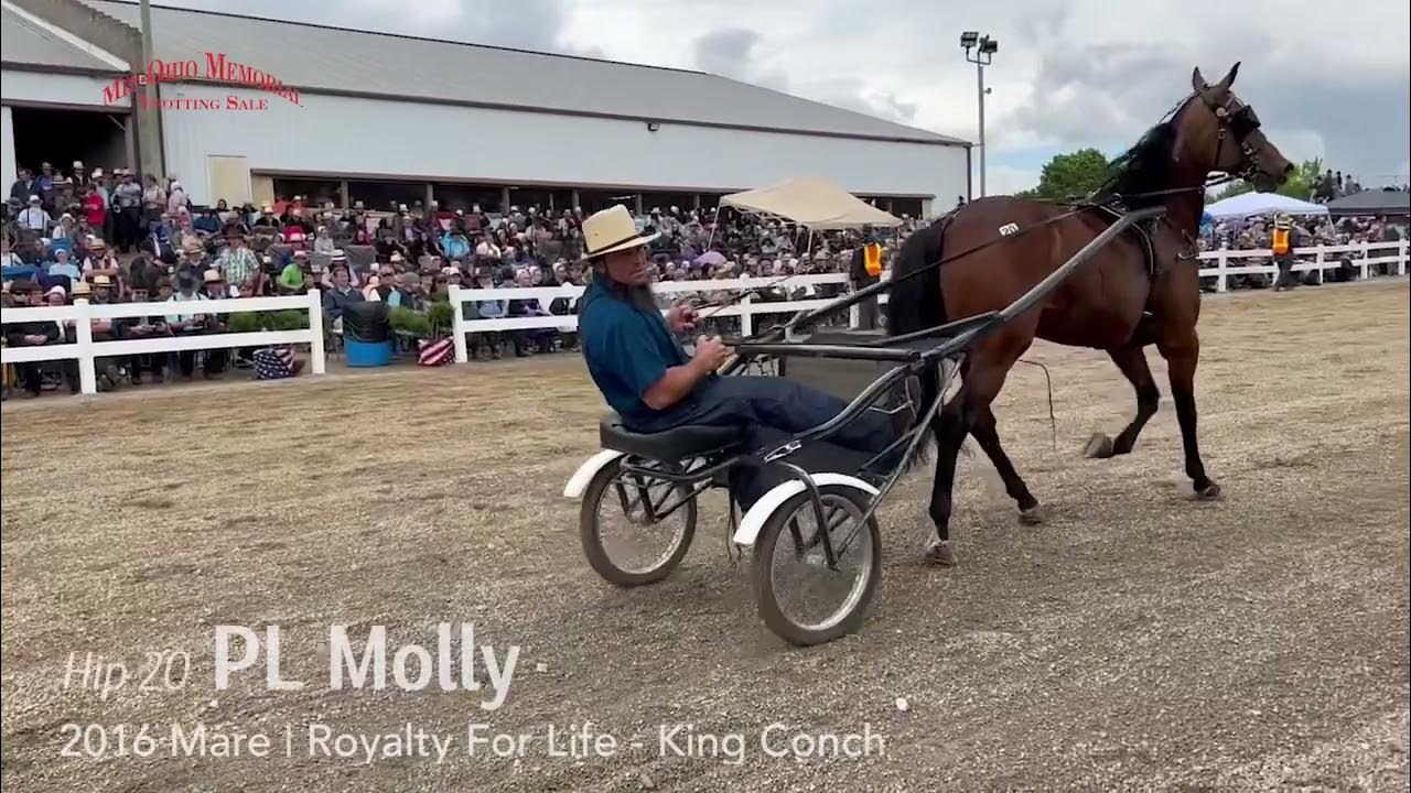 Hip 20 PL Molly, 65,000 2022 Mid Ohio Memorial Trotting Sale YouTube