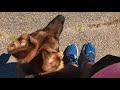 Hunter: German Shepard with Amazing Obedience: Best Dog Trainers in New York Hunter: German Shepard with Amazing Obedience: Best Dog Trainers in New York