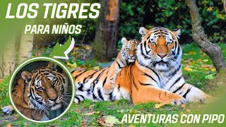 CONOCE AL TIGRE🐯🐅 | PARA NIÑOS by Aventuras con Pipo 9,322 views 1 month ago 4 minutes, 10 seconds