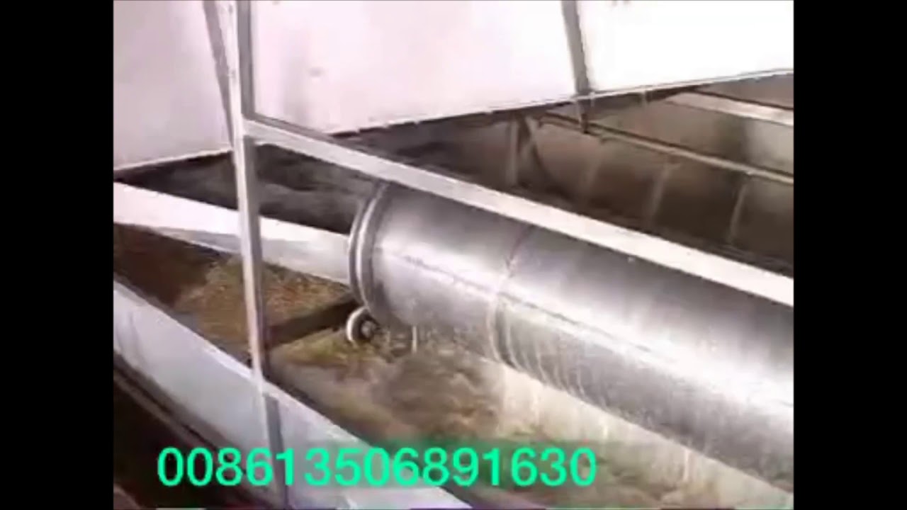 Chicken Slaughter House YouTube