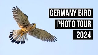 Germany Bird Photography Tour - Goshawks, Kestrels & Urban Wildlife (Photos & Footage) by Paul Miguel Photography 2,129 views 2 months ago 4 minutes, 2 seconds