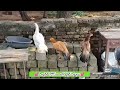 Parrot Beak Long Tail Hens | 9177663057 | Video 2593 | Rythu Market 2
