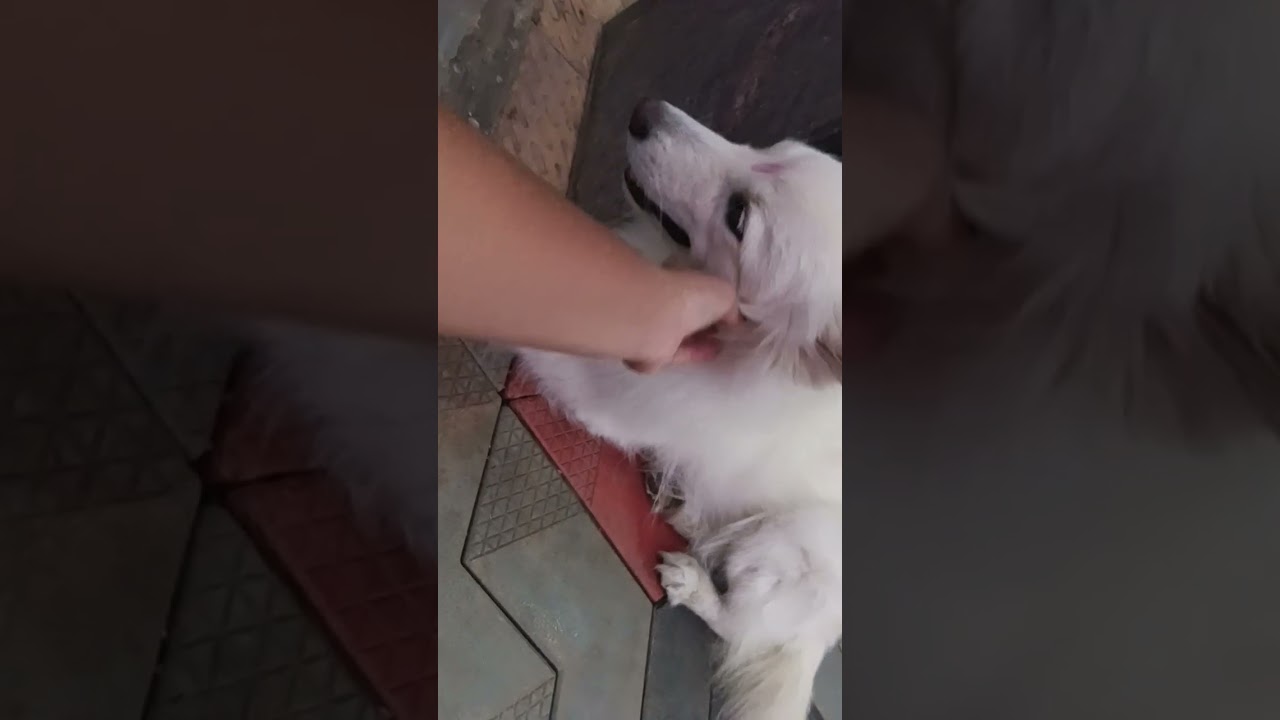 our naught boy chippu 😍😜😜🥰☺️