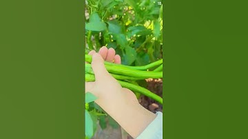 Ide sederhana petani panen sayuran super hijau sangat memuaskan #shorts