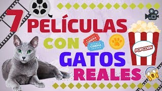 LAS 7 PELĂCULAS CON GATOS  EN FORMATO REAL
