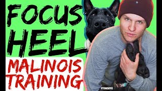 How to Train for a Focused Competitive Heel with Americas Canine Educator