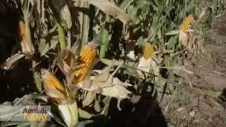 Evaluation of Corn Hybrids Comparing Planting Dates and Maturity