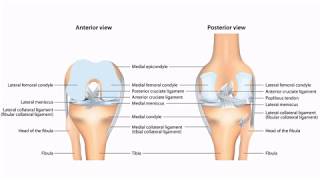 Knee Ligaments and Menisci for the USMLE Step 1