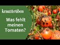 Krankheiten bei Tomaten erkennen und behandeln