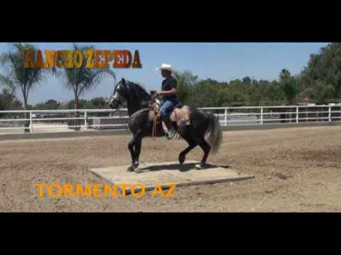 RANCHO ZEPEDA CABALLOS BAILADORES JALEO Y TORMENTO