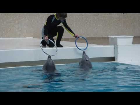 Nrnberg Dolphins Show - Dolphin's Play