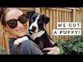 WE GOT A PUPPY! | RESCUE BOXER PUPPY