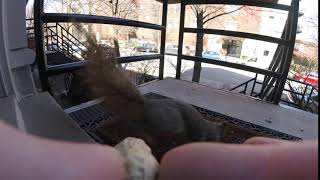 squirrel