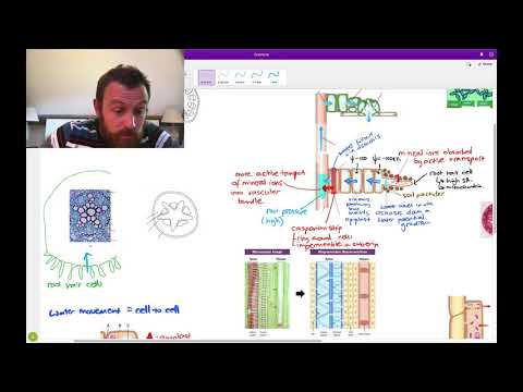 Plant Transport (OCR