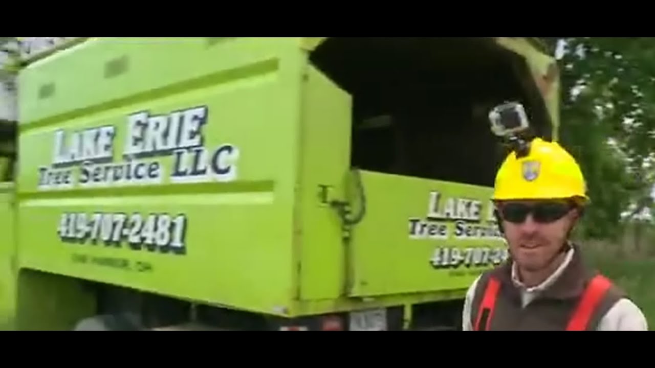 Lake Erie Tree Helps Fallen Eagle YouTube