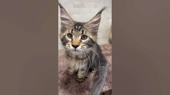 Watch the video about #christmas #mainecooncatlovers #mainecoon #mainecooncorner #mainecoons #gentlegiant #kitten #pure