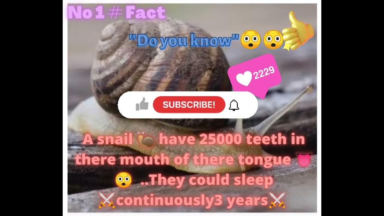 snail have 25000 teeth 🐌🐌🐌 they could sleep 3⚔️ year's continuously ⚔️😲😲 YouTube