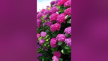 Đặc điểm của Hoa Cẩm Tú Cầu  #hoadalat #hoacamtucau #hoacamtucaudalat #hoatuoidalat