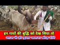 Intelligent Kankrej Cows 👍 इन गायों की वफादारी, देख ली तो कुत्ते पालना छोड़ देंगे