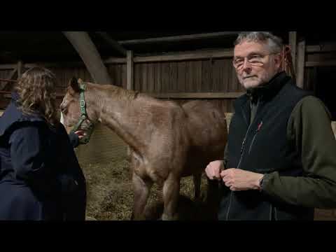 Video: Stjålet Kæledyr Og Mikrochipregulering: Hvad Skal En Dyrlæge Gøre?