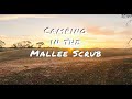 Camping in the mallee scrub catch  cook van life camping vanlife