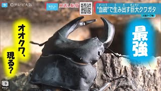 でかいぞこのオオクワ。飼育方法にヒミツが…