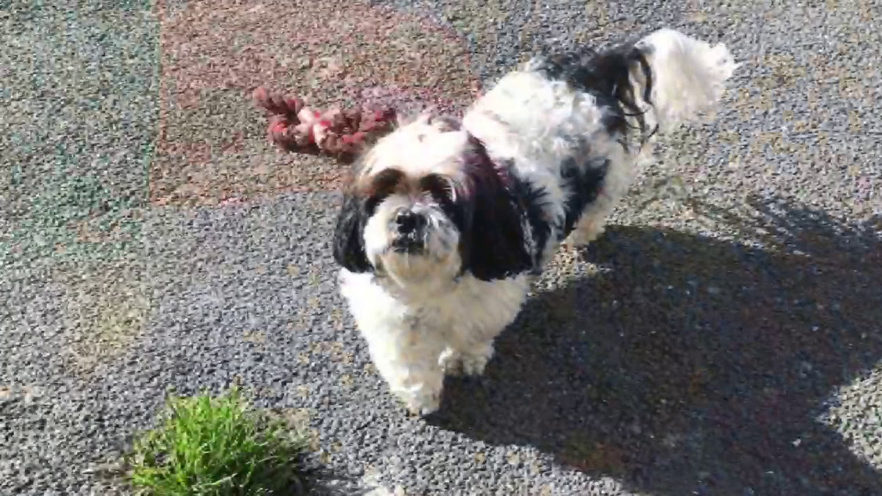 Dog's love holidays at Chaiquinta Pet Hotel and Grooming salon