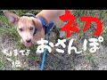 【捨犬保護】初めてのお散歩 ちょまてよ編