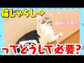 【猫ちゃん大興奮】運動不足＆ストレス解消！オススメの猫じゃらしをご紹介！！