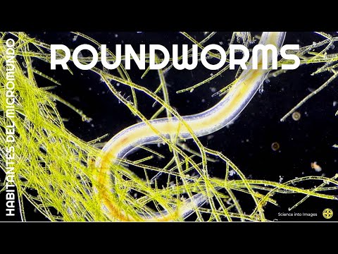 Vídeo: On viuen els nematodes?