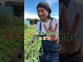 スイカが実らない3つの理由 #家庭菜園 #スイカ栽培 #実がつかない #shorts