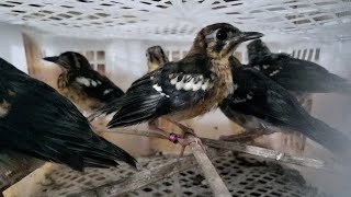 Saptu malam minggu redy ful stok ribuan ekor burung di kios bonjoli tanggulangin sidoarjo