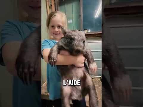 Le Wombat : La boule de poils australienne au grand cœur (et aux crottes carrées !)