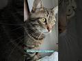 Я в печали #видосыоткота #веселые #котики #популярное #иванвасильевичменяетпрофессию #смешнойшортс