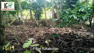 Luar Biasa Kutilang Liar ini, Pikat Mati Ketakutan || Part 1
