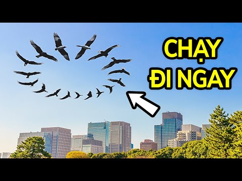 Video: Giống chó phổ biến có sẵn trong một nơi trú ẩn