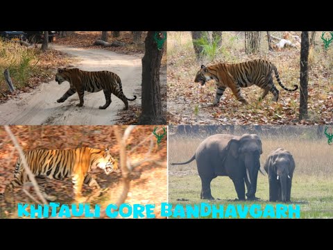 Kitauli Core Sub Adult Cubs of  Ra Female                 🐅🐾 ...