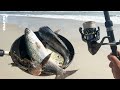 Eating every fish on the beach 7 species beach fishing catch  cook