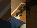 a quick cat fight
