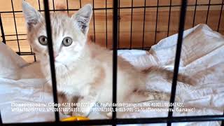 Парализованный котенок делает первые шаги shelter for animals до слез! Парализованный котенок делает первые шаги shelter for animals до слез!