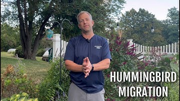 Hummingbird Migration 