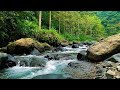 Calming Nature Sounds – Forest Stream &amp; Birds Sounds – Sleep &amp; Relax Sounds