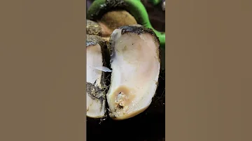 Milk From THE WRONG END Of A COW Interesting Healing Vet Farming Satisfyingvideo 