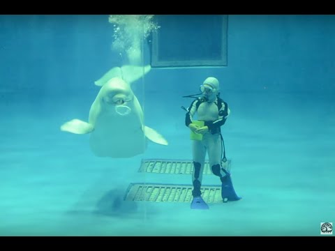 Underwater show.com Underwater show.com