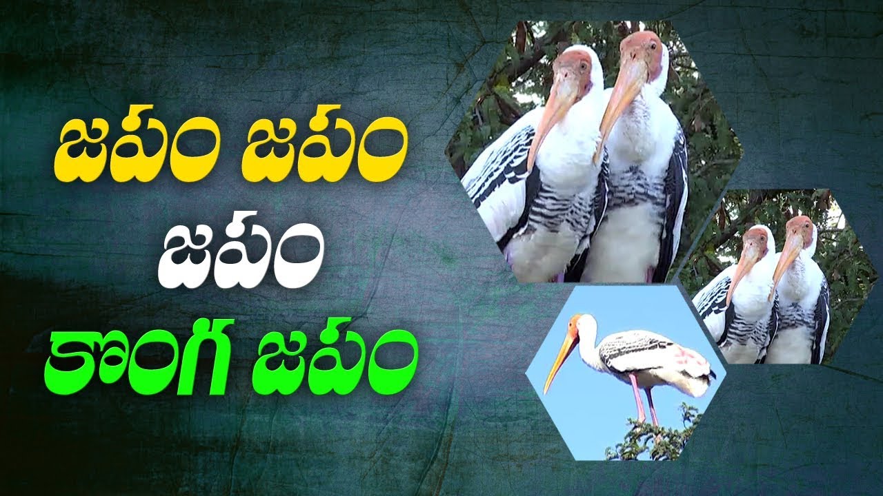 something special traduction జపం జపం జపం కొంగ జపం | Something Special