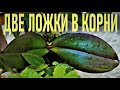 ДВЕ ЛОЖКИ ЧУДО НАСТОЯ В КОРНИ ОРХИДЕИ И ПЕНЬ ЗАКОЛОСИТСЯ!! ТОЛСТЯНКА - ЖИВОЕ ДЕРЕВО ДЛЯ  ОРХИДЕЙ!🌞🌞🌞