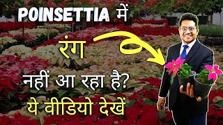 Why Poinsettia Doesn