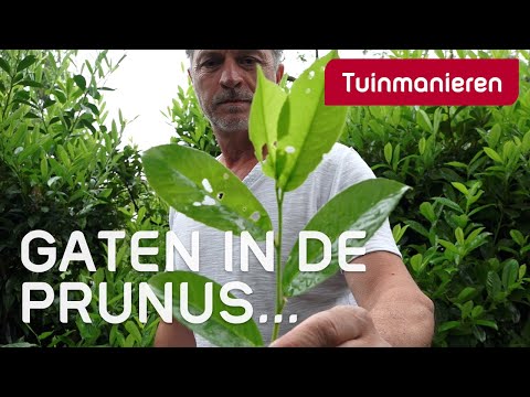 Video: Er prunus laurocerasus rotundifolia giftig?